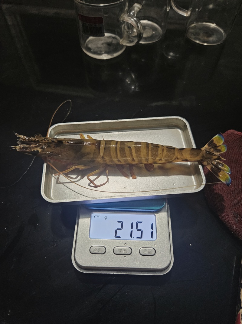 斑节虾25头
