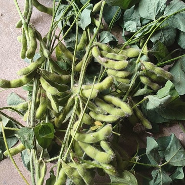 毛豆大荚青色