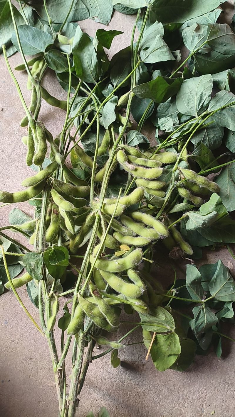 毛豆大荚青色