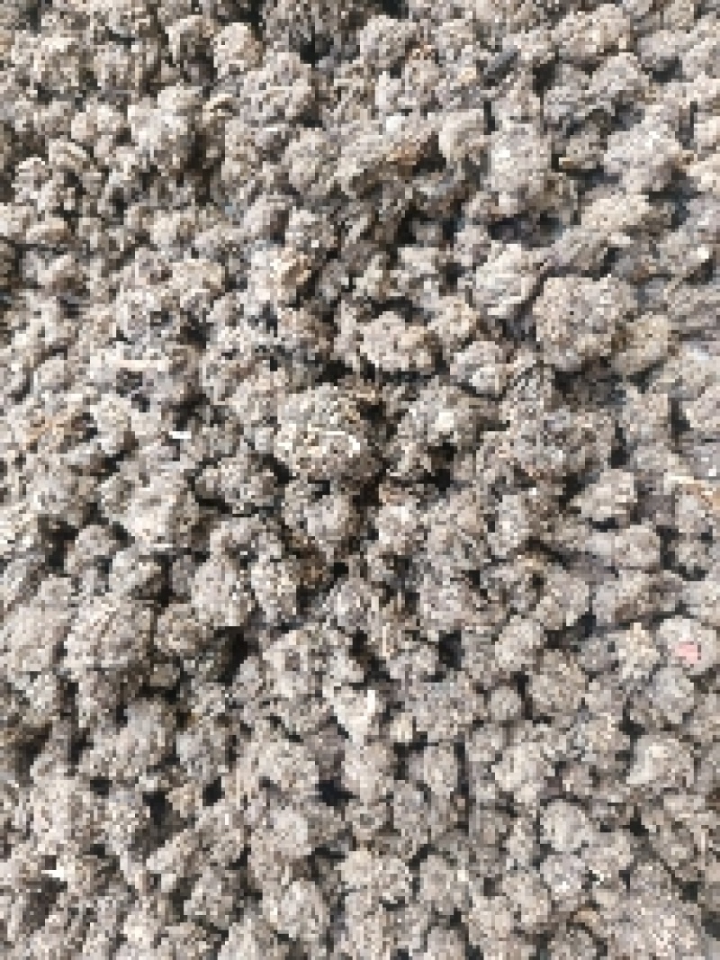 猫爪草