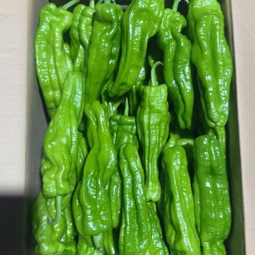鲜辣椒烟箱、手提袋