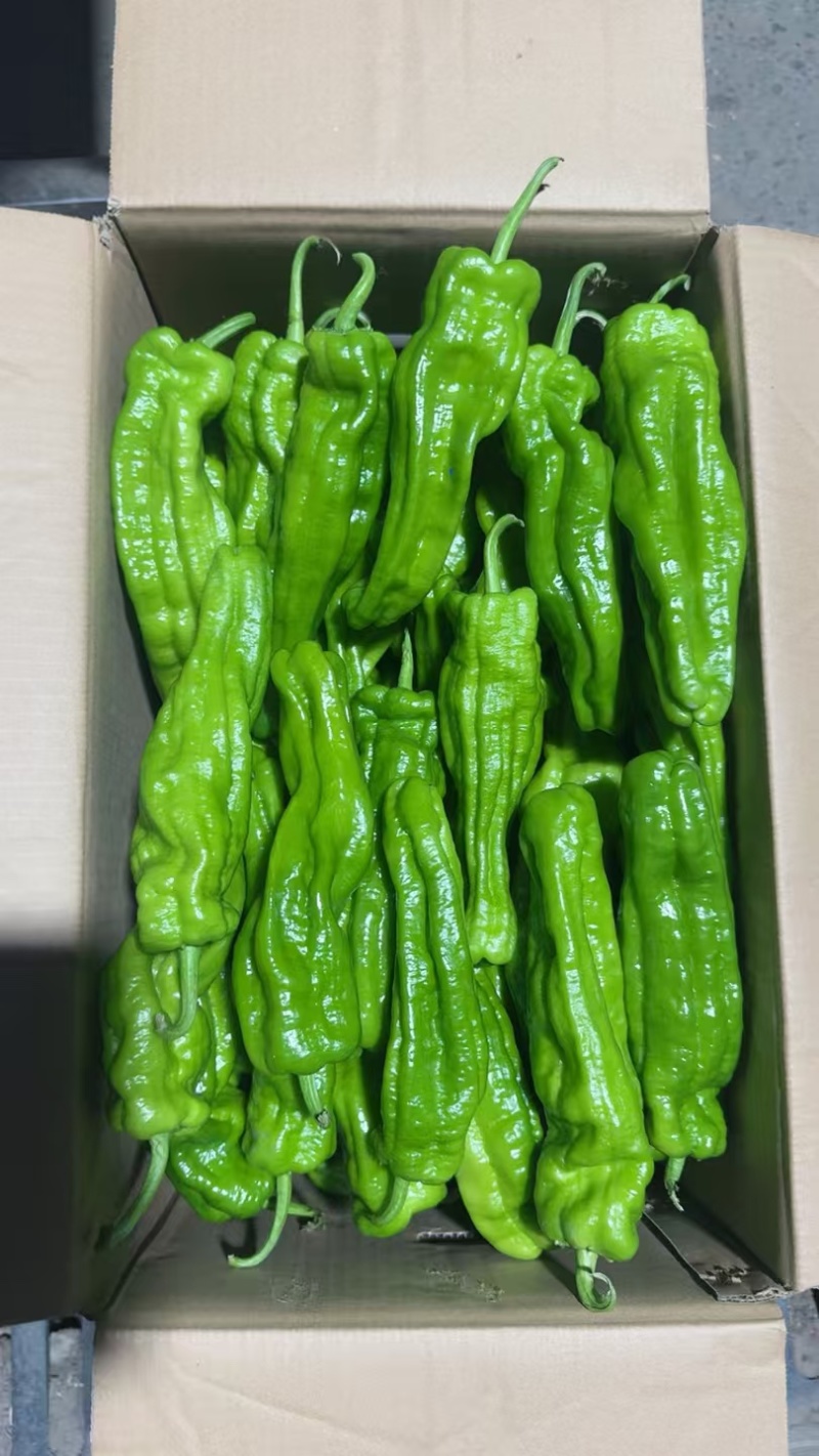 鲜辣椒烟箱、手提袋