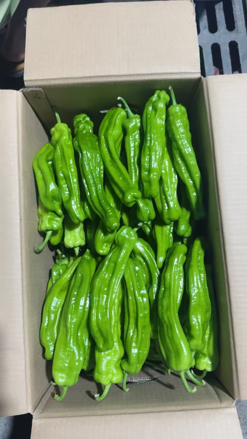 鲜辣椒烟箱、手提袋