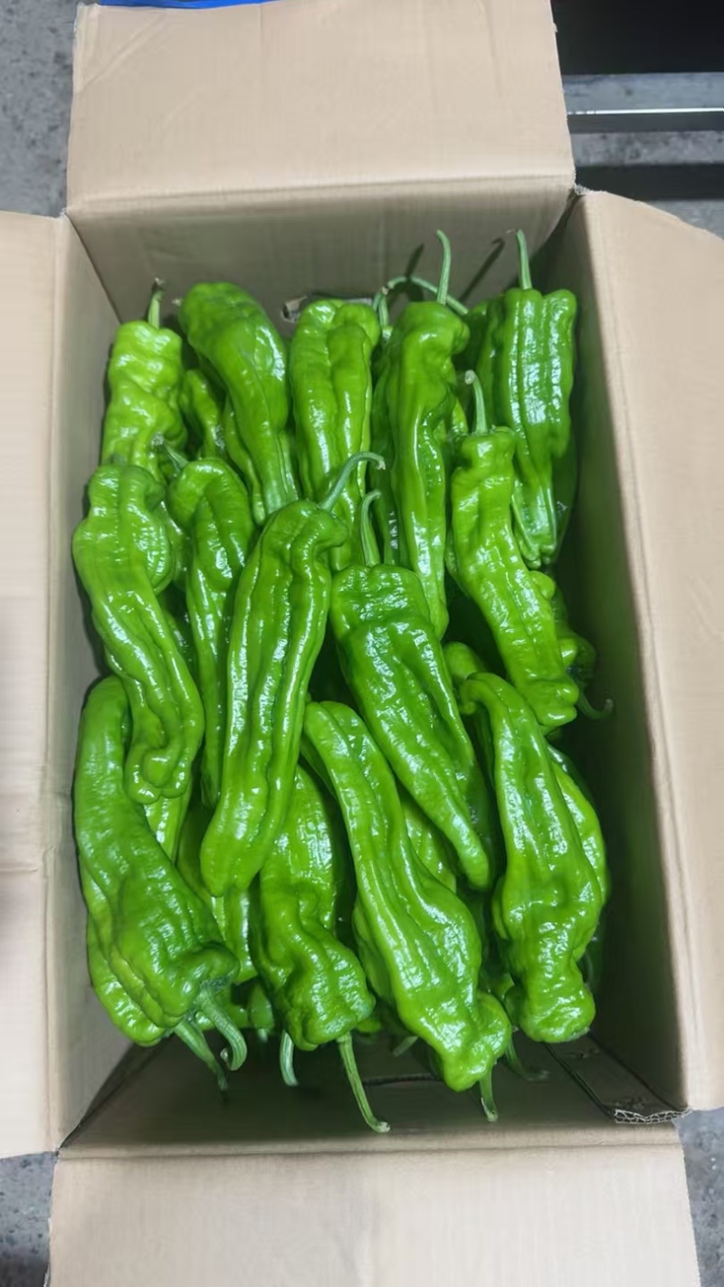 鲜辣椒烟箱、手提袋
