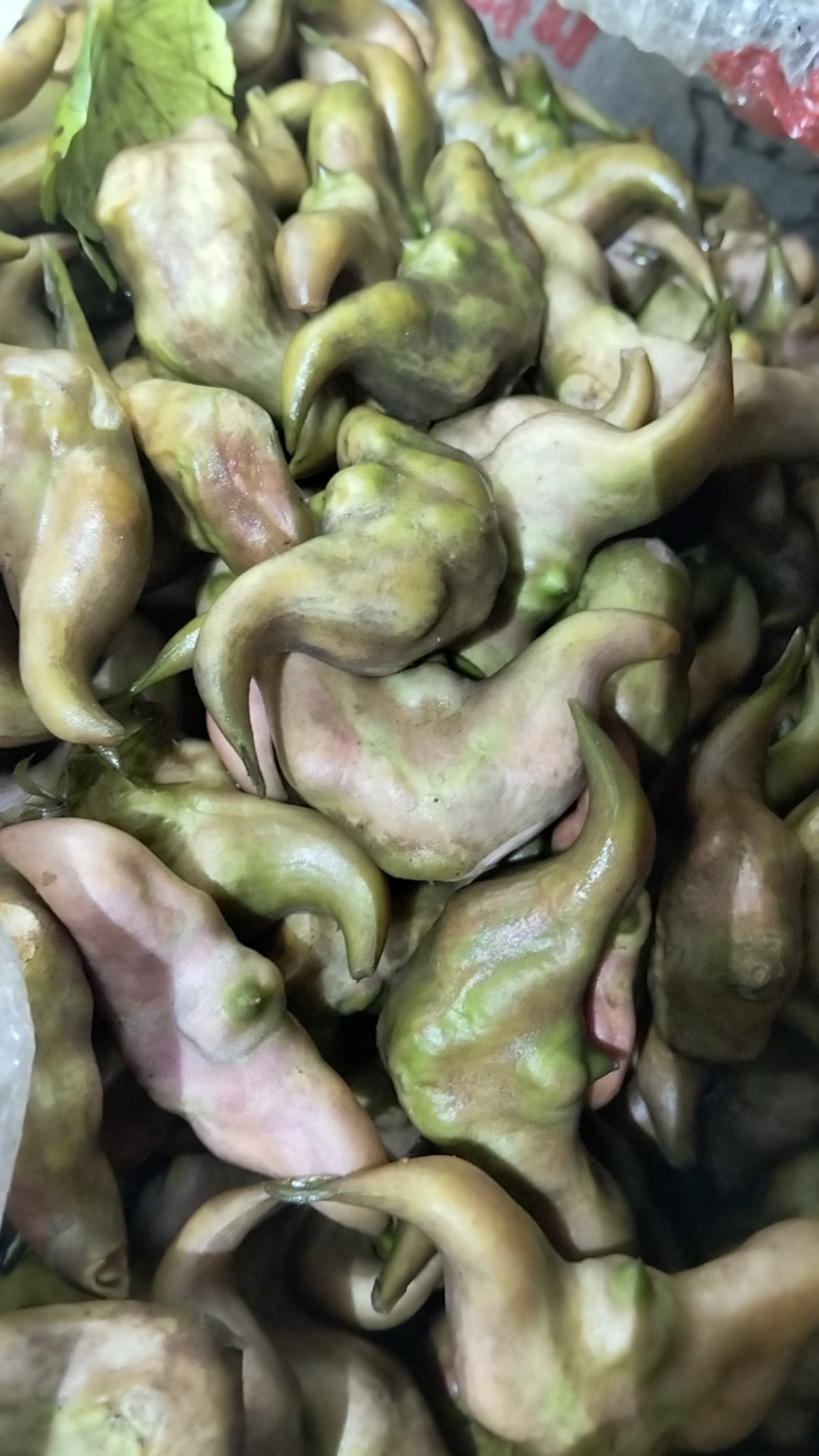 菱角