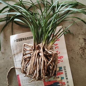兰花老品种下坡蕙兰，开花浓香型，盆栽地栽两种。另有春兰