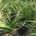 兰花老品种下坡蕙兰，开花浓香型，盆栽地栽两种。另有春兰