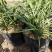 兰花老品种下坡蕙兰，开花浓香型，盆栽地栽两种。另有春兰