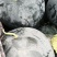 无籽西瓜单瓜12斤起