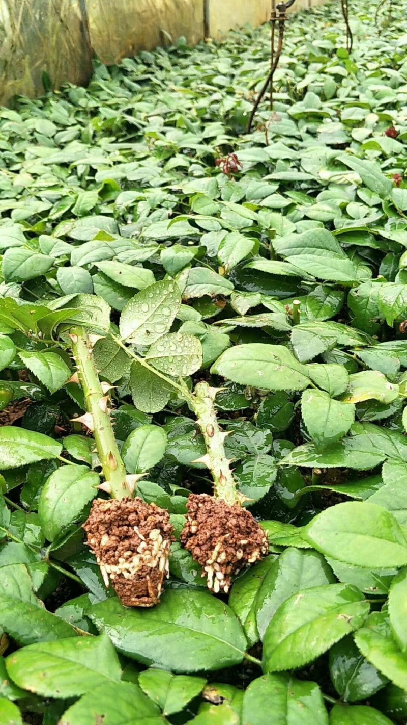 玫瑰苗