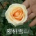 玫瑰苗