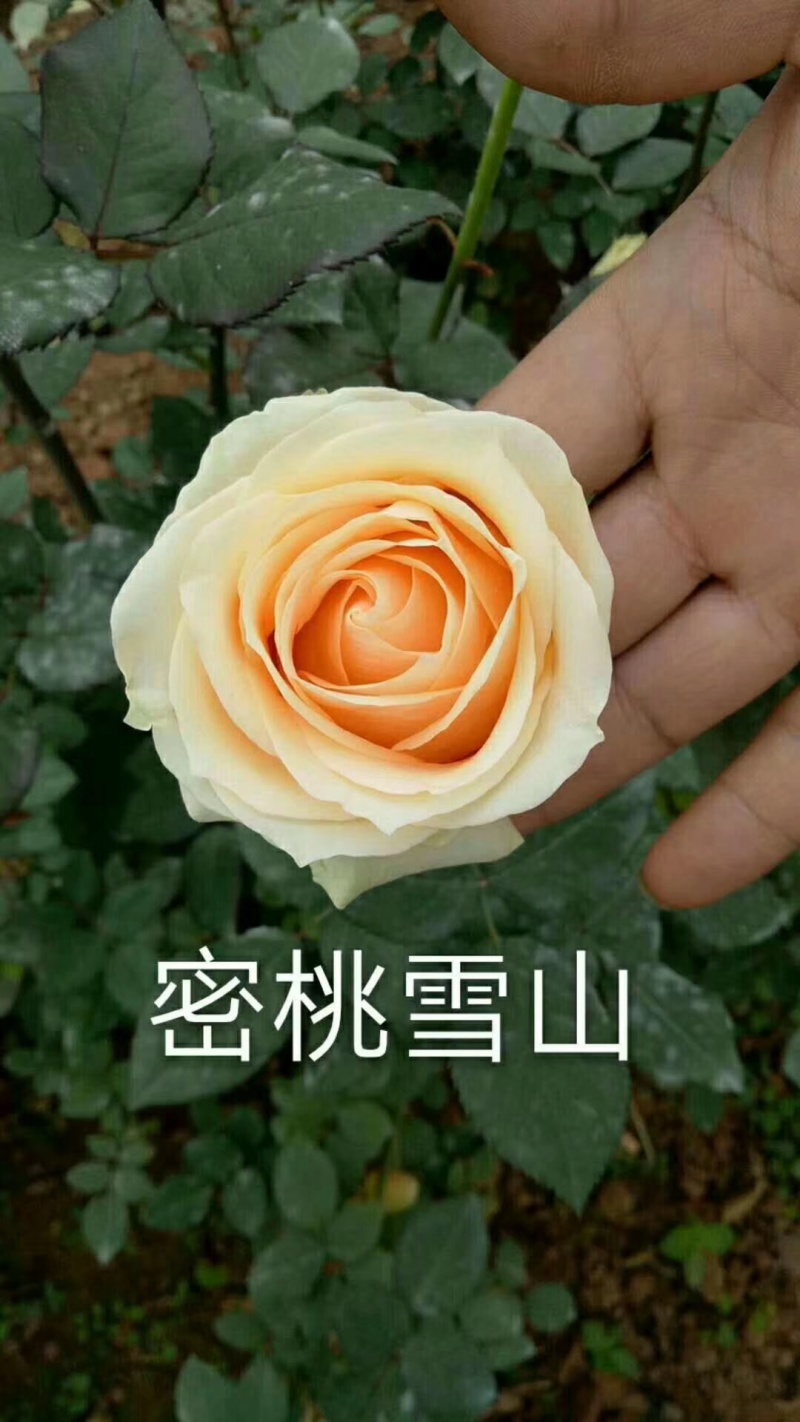 玫瑰苗