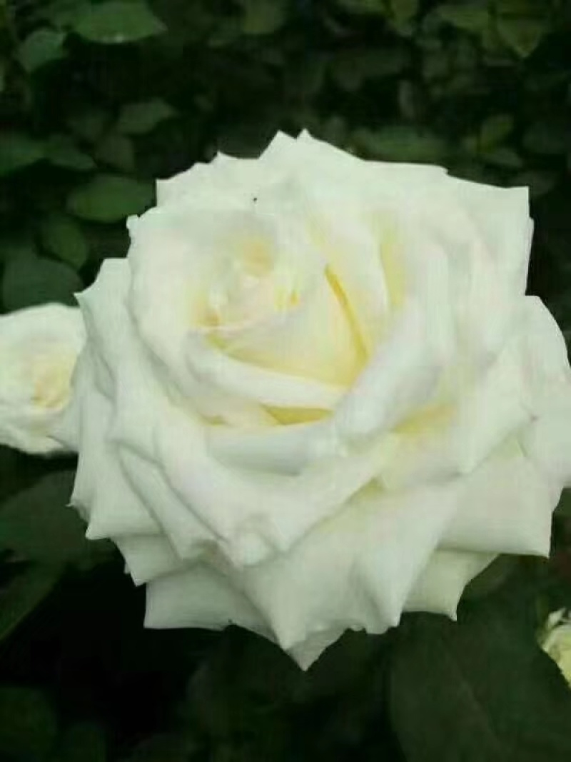 玫瑰苗