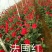 玫瑰苗