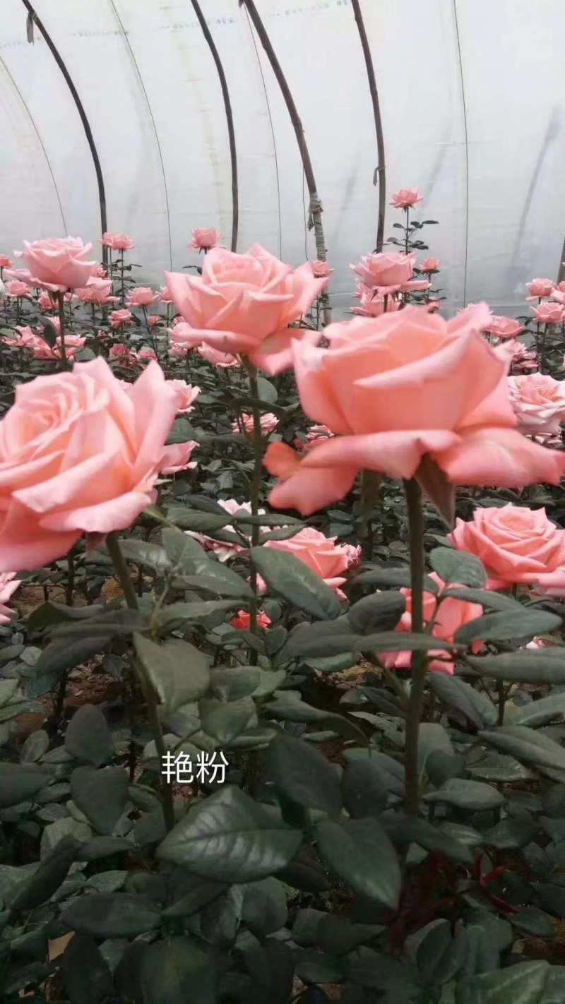 玫瑰苗