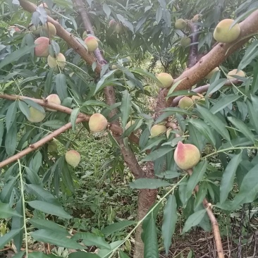 鹰嘴蜜桃