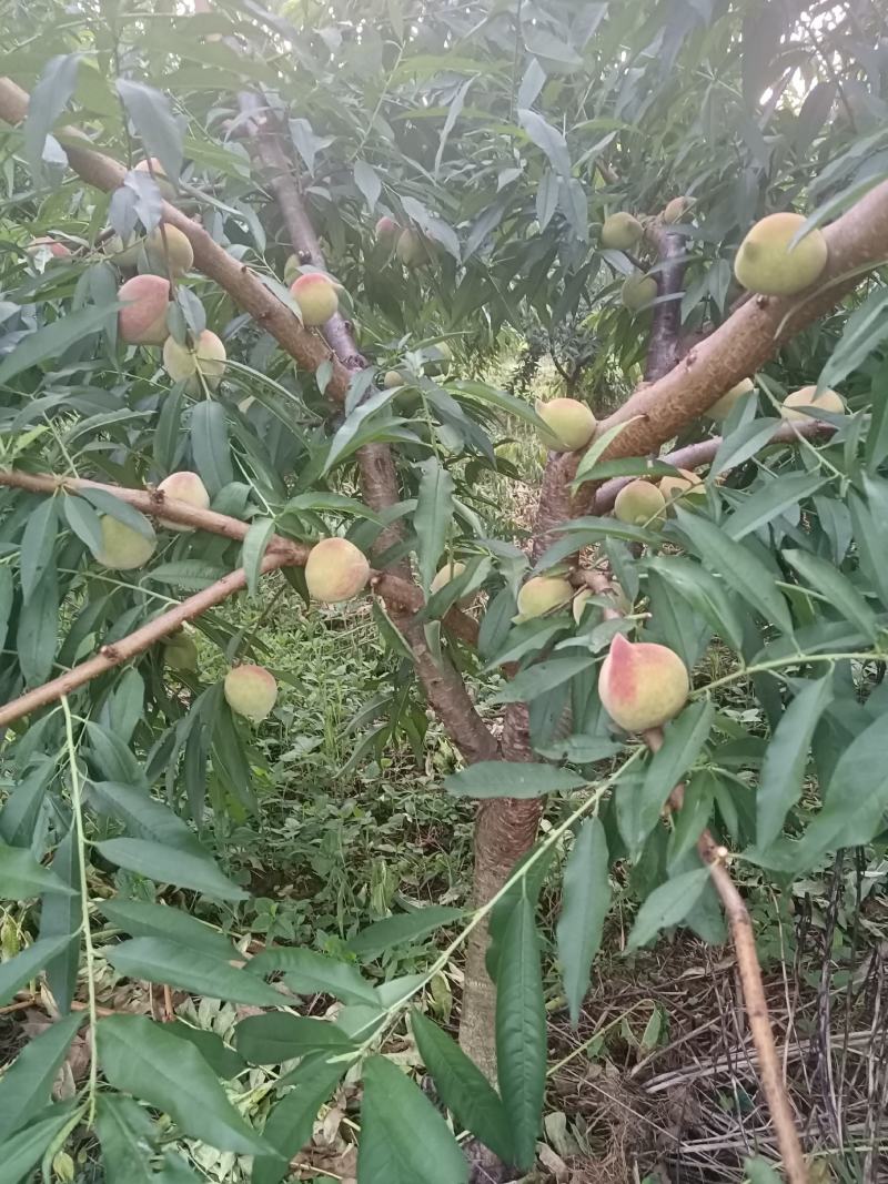 鹰嘴蜜桃