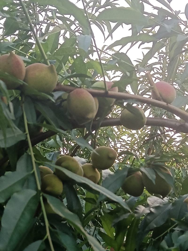 鹰嘴蜜桃