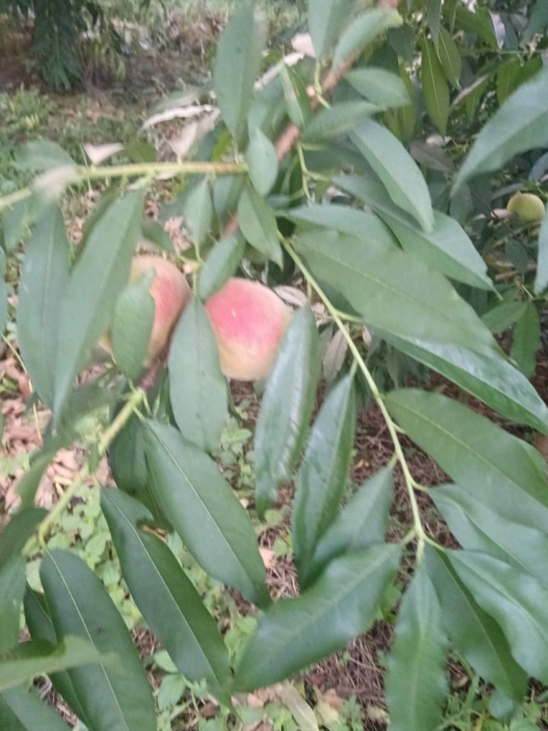 鹰嘴蜜桃