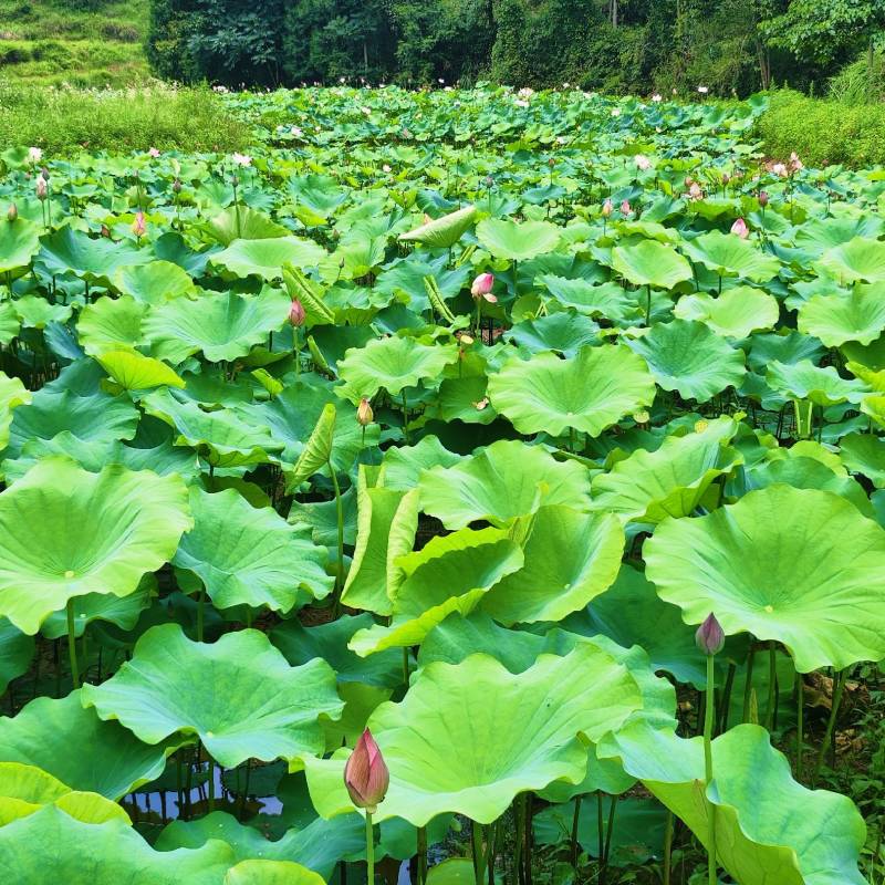 荷花
