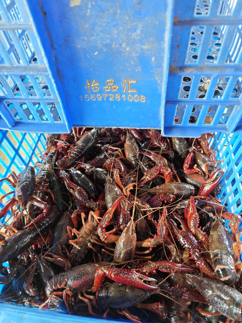 小龙虾斤