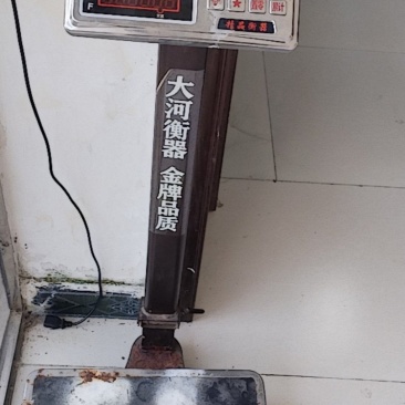 糯玉米个头半斤以上，无虫无扁粒