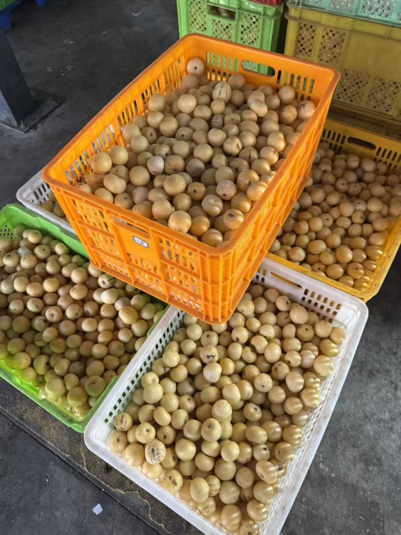 人参果5斤彩箱装单网套
