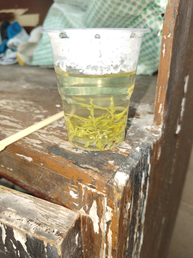 藤茶龙须芽尖