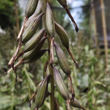毛慈菇