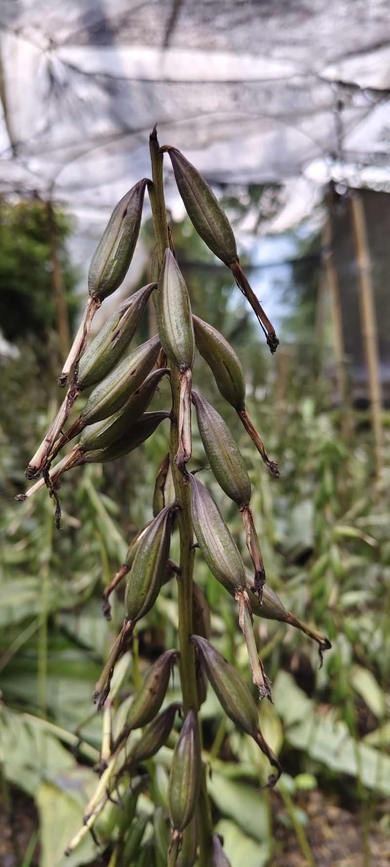 毛慈菇