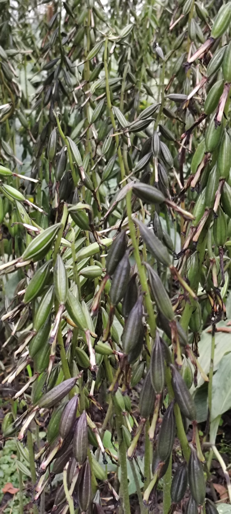 毛慈菇