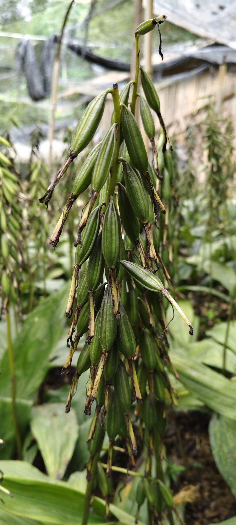 毛慈菇