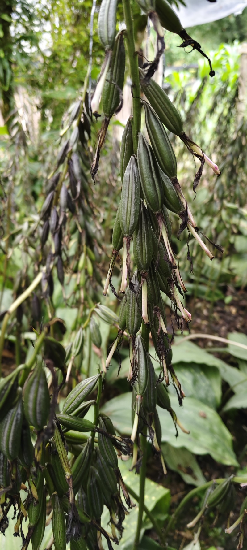 毛慈菇
