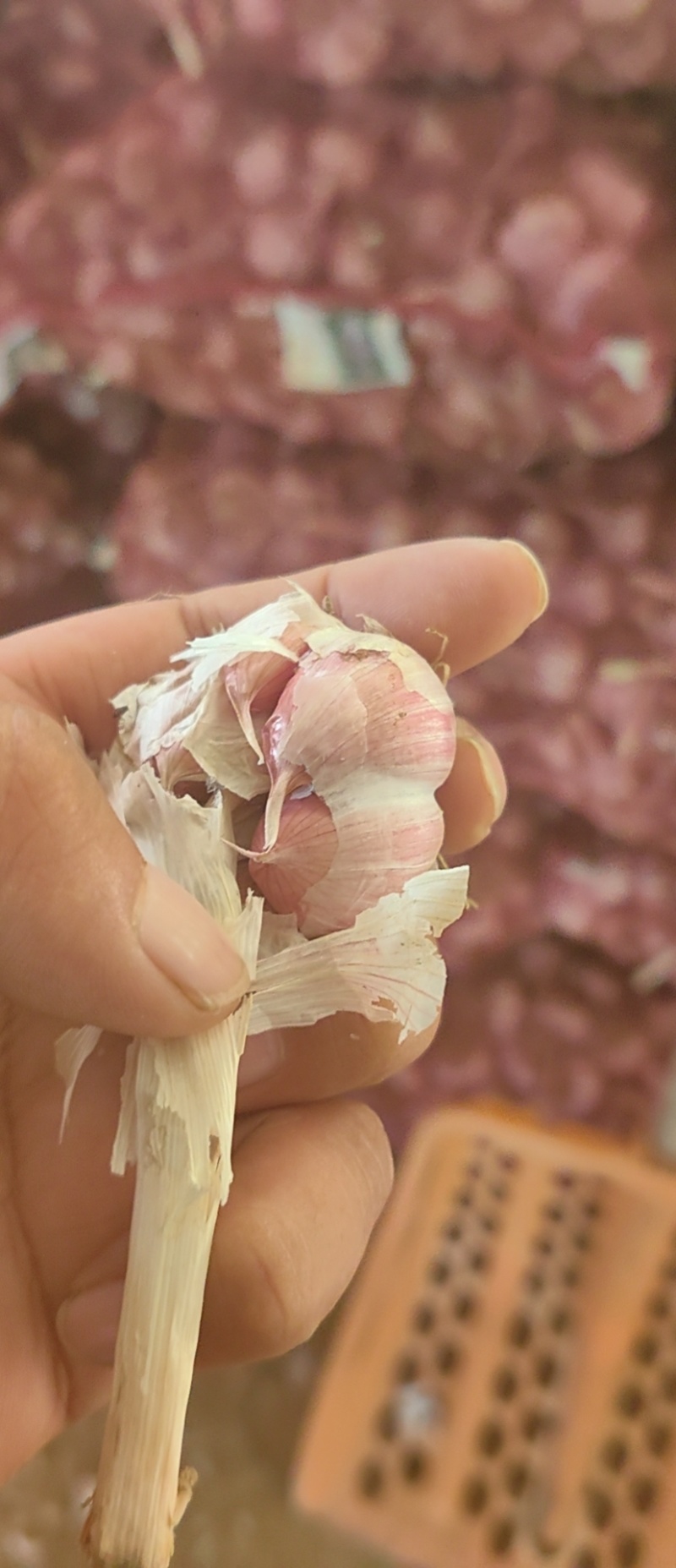 大蒜4.5打底二次过筛精品
