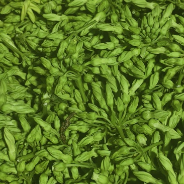夜香花