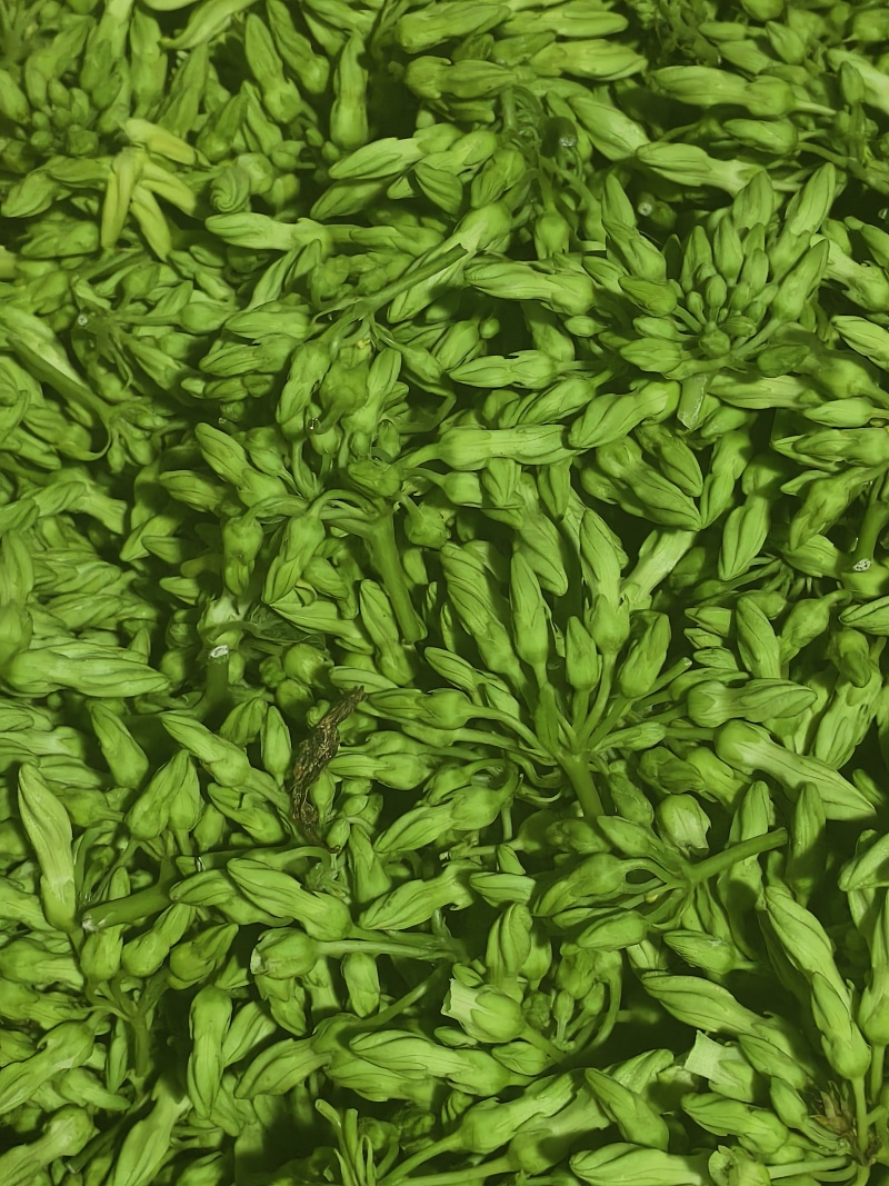 夜香花