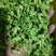 夜香花