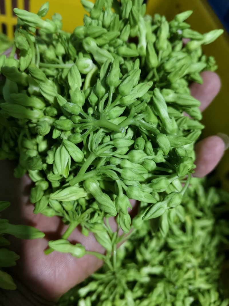夜香花