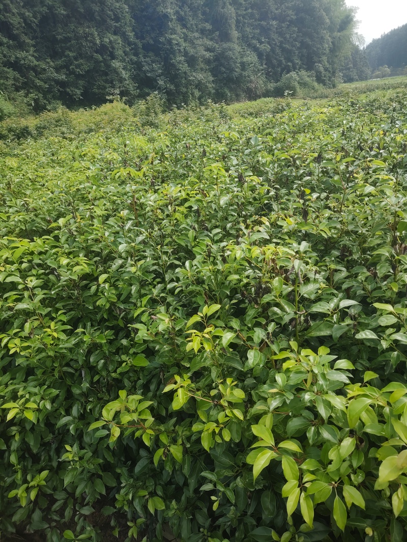 枫香地径0.5公分、高50公分