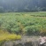 枫香地径0.5公分、高50公分