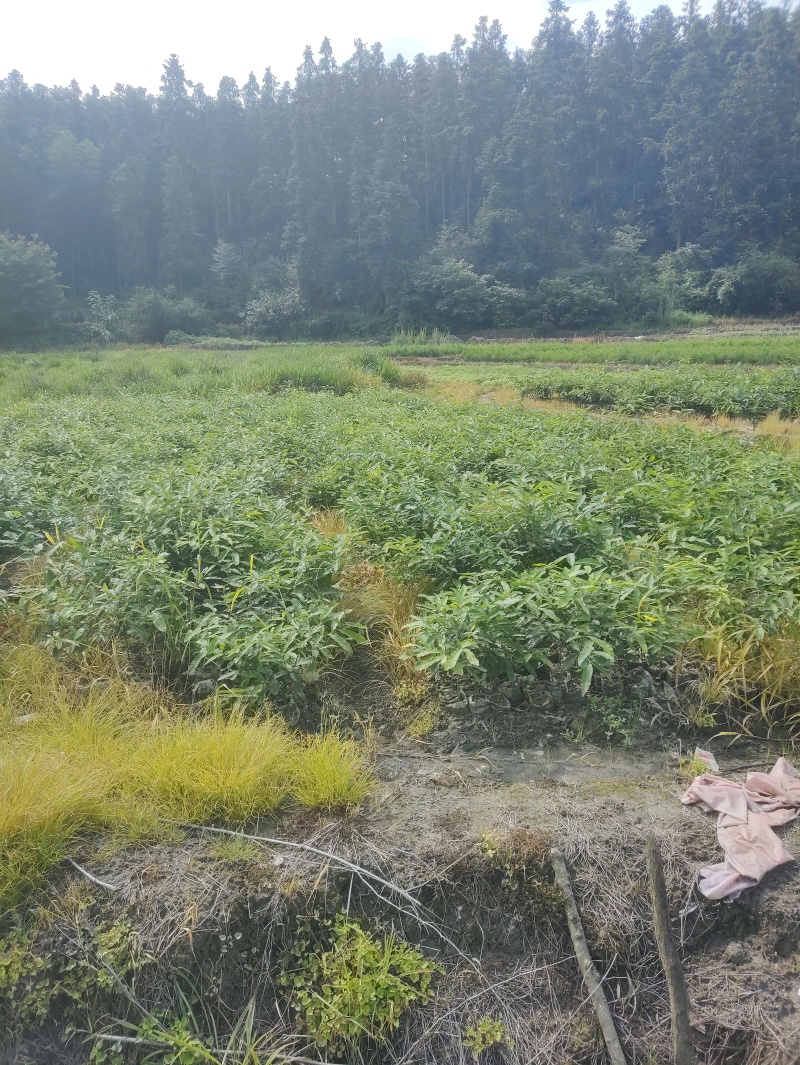 枫香地径0.5公分、高50公分