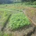 枫香地径0.5公分、高50公分
