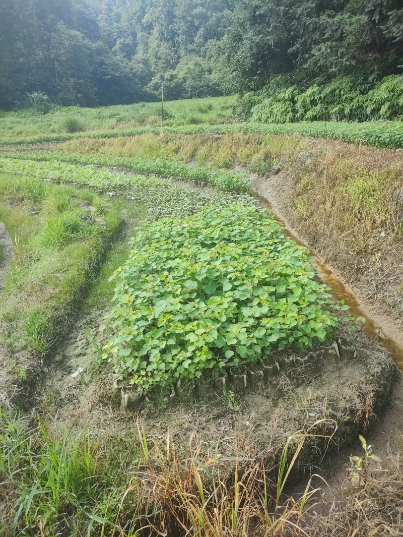 枫香地径0.5公分、高50公分
