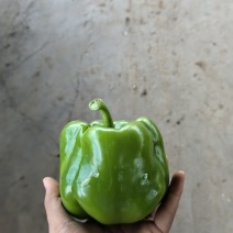 圆椒