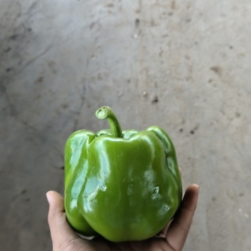 圆椒