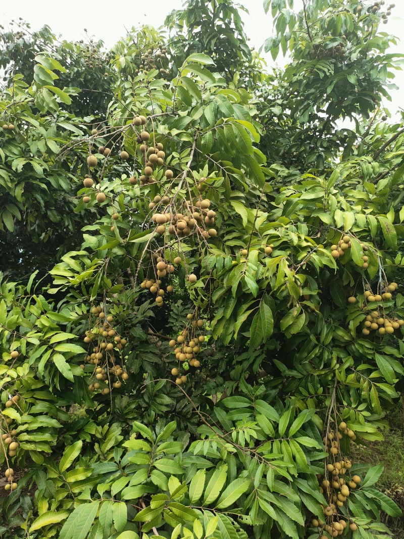 龙眼