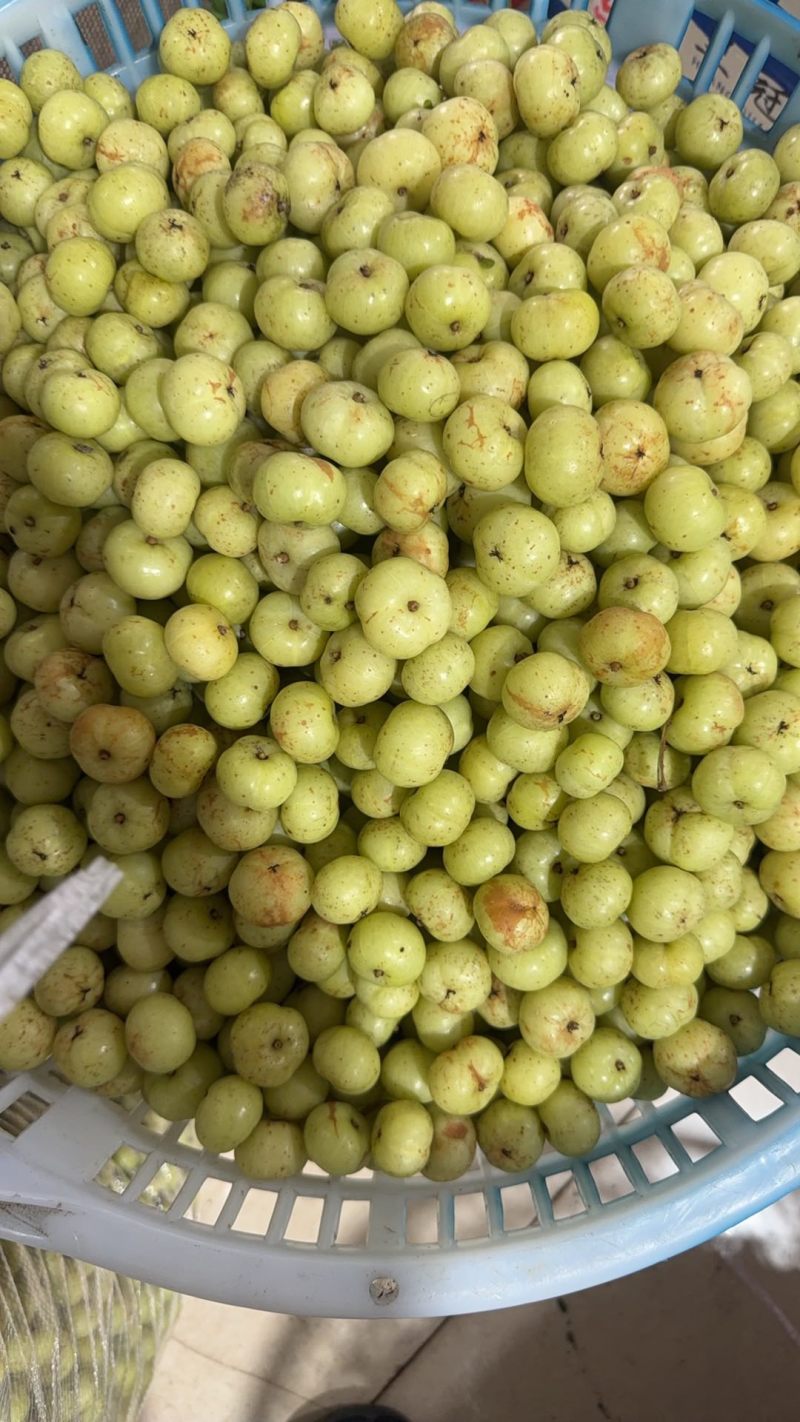 牛柑果丙甜品种上市果
