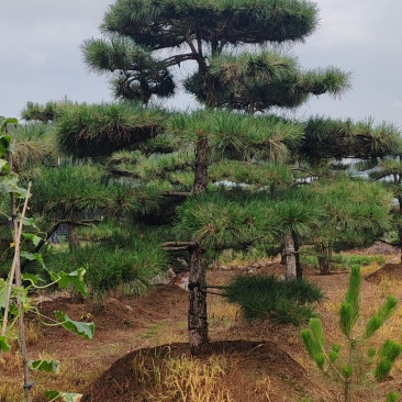 松树
