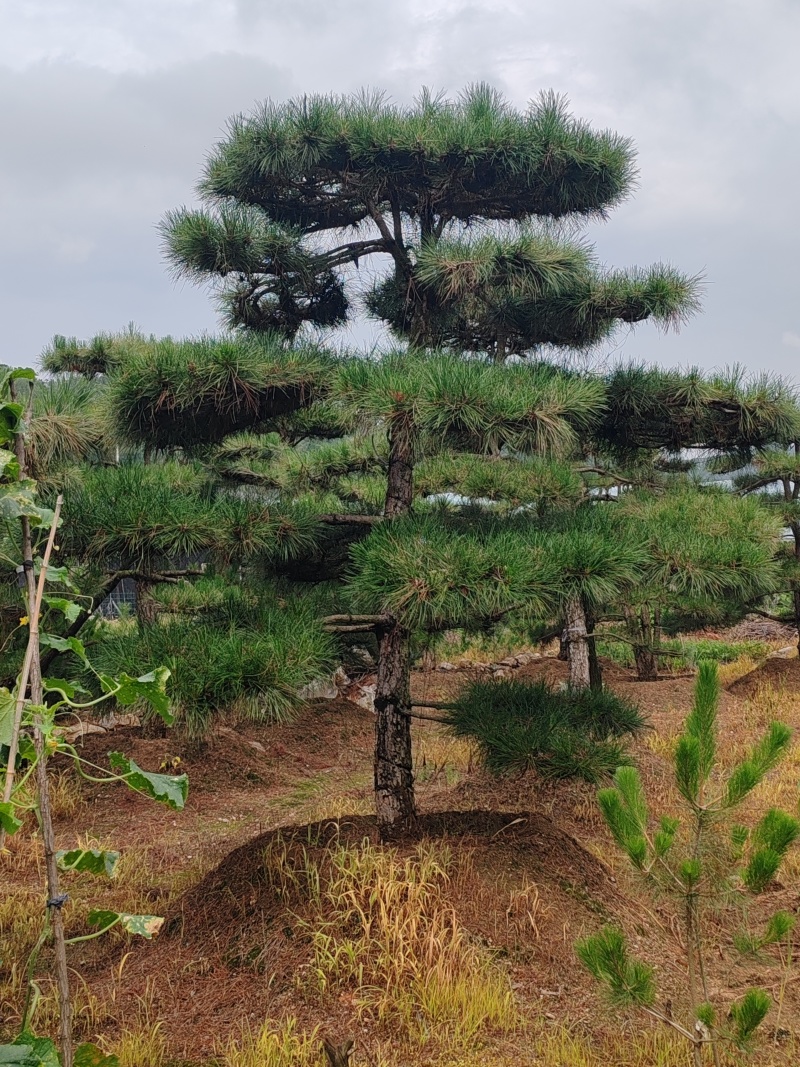 松树