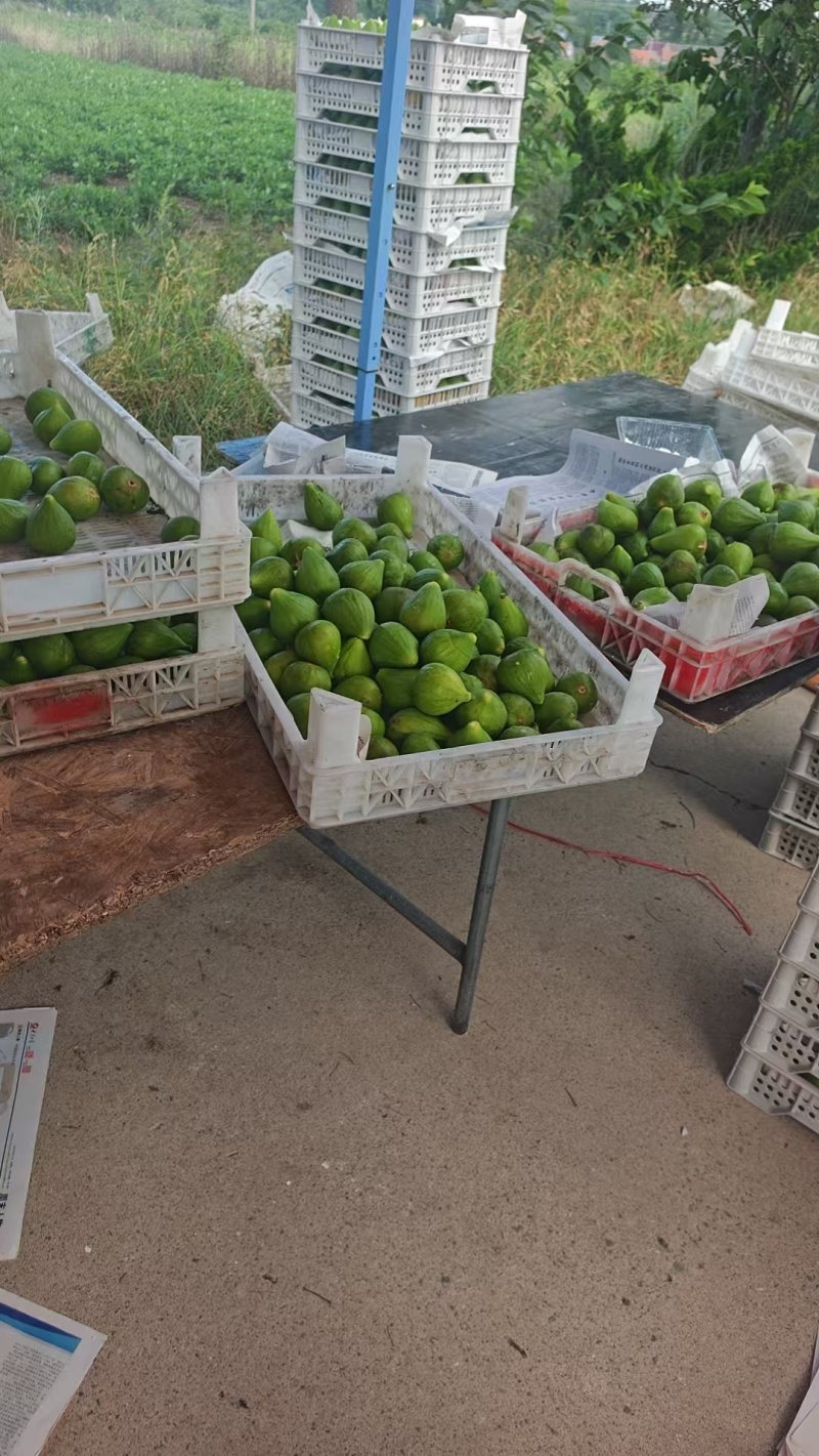 无花果威海青皮无花果（精品果）